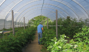 Crop insurance funding approved