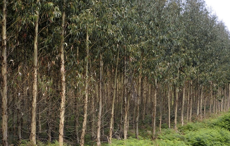 Eucaliptos